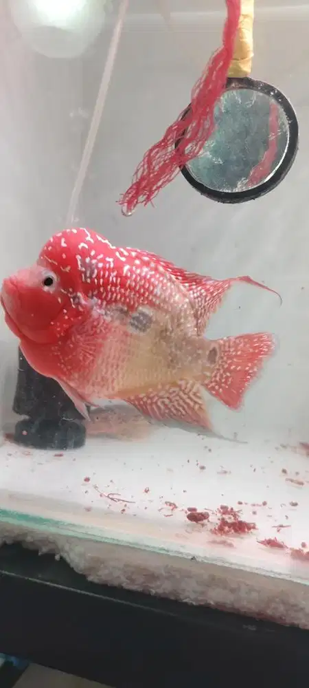 Ikan louhan two tone