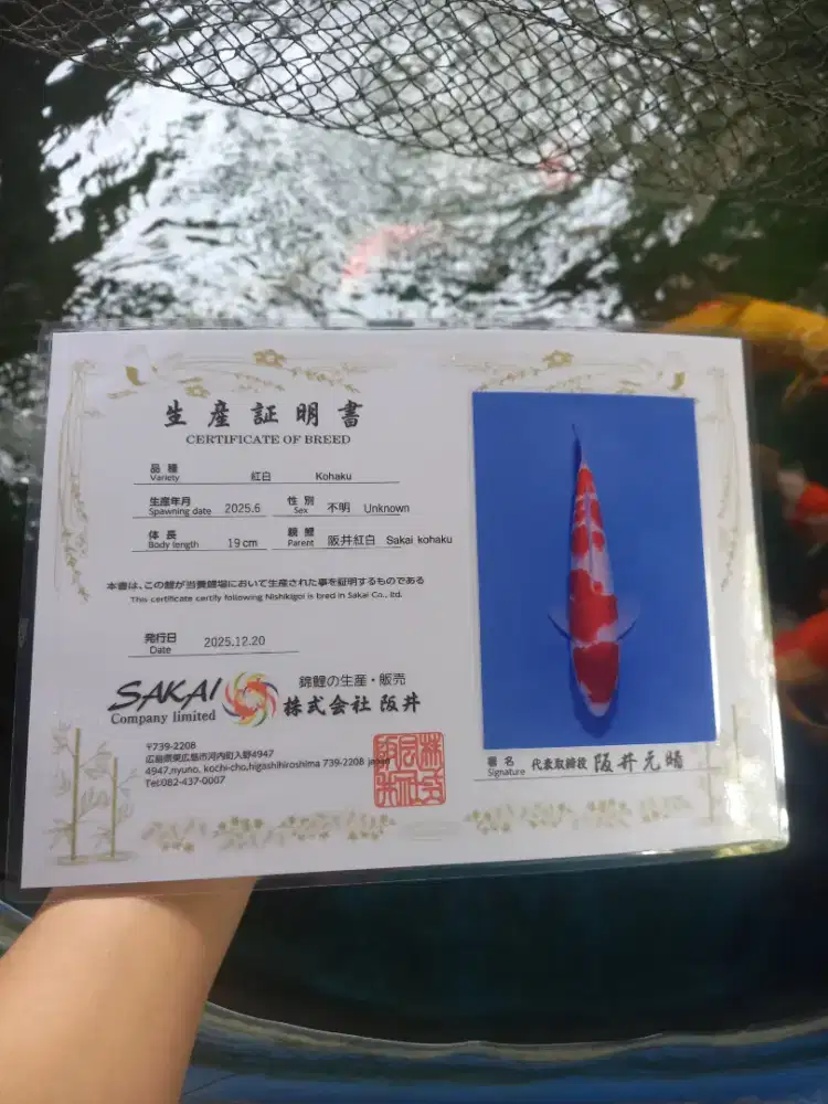 ikan koi kohaku sakai 23cm
