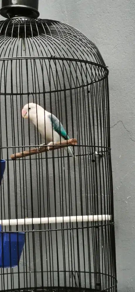 Lovebird biola aqua ewing betina