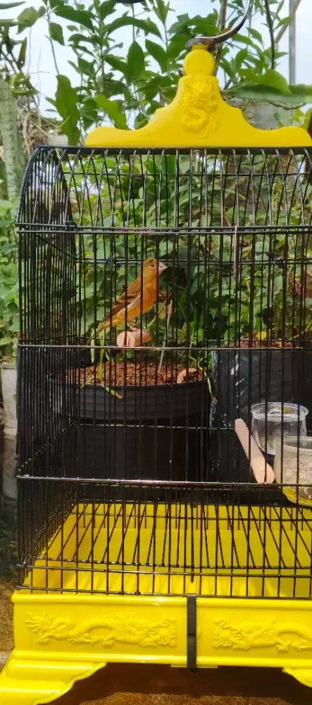 Mule kenari vs siskin rajin
