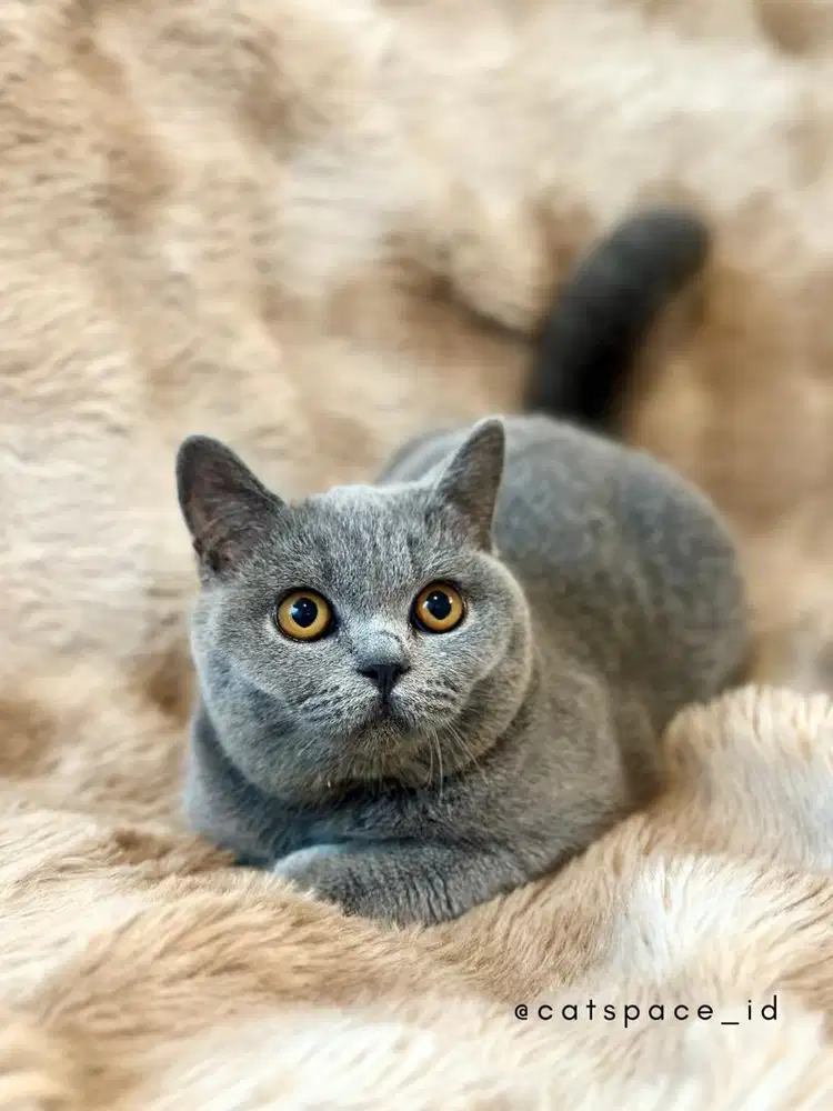 Kucing bsh british shorthair scootish fold