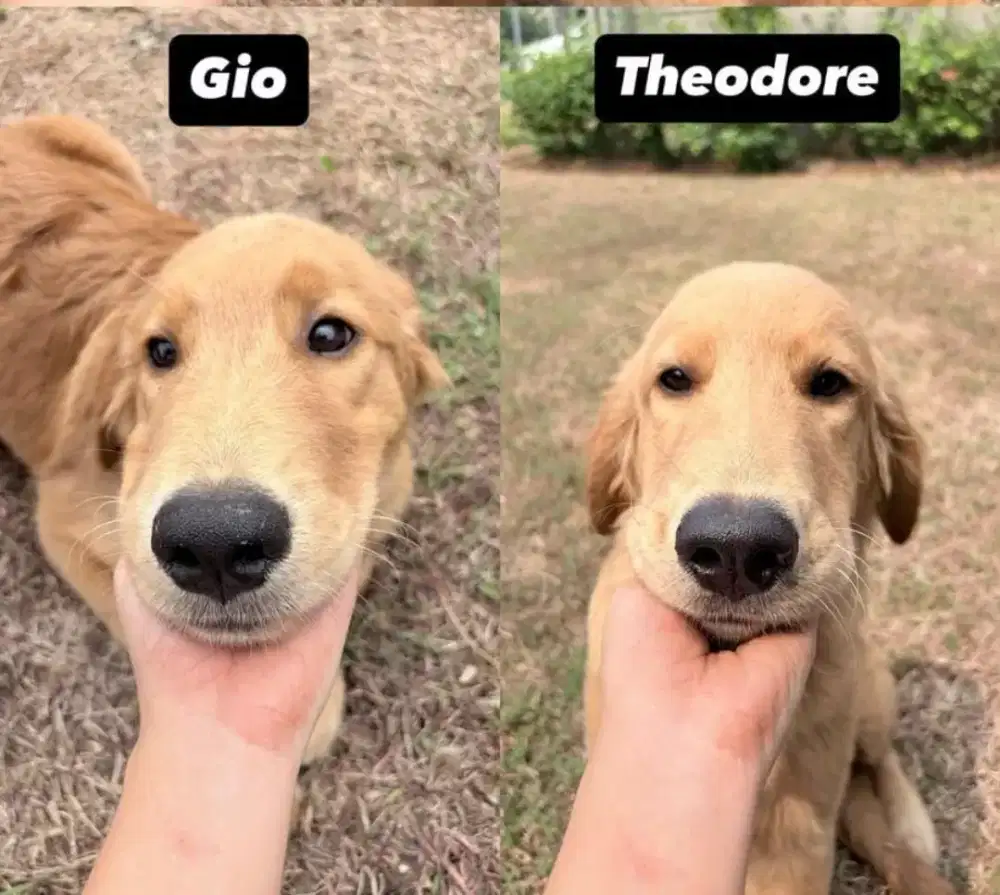 Jual Anjing Golden retriever 5 Bulan