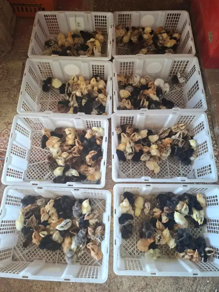 Anak ayam kampung