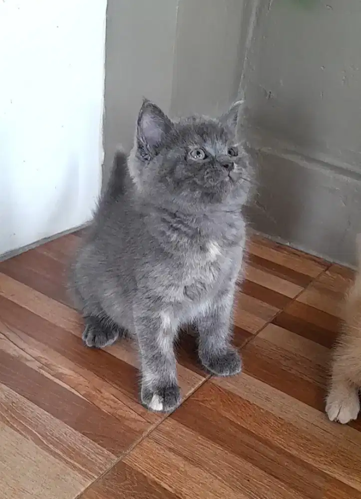 Kitten British shorthair