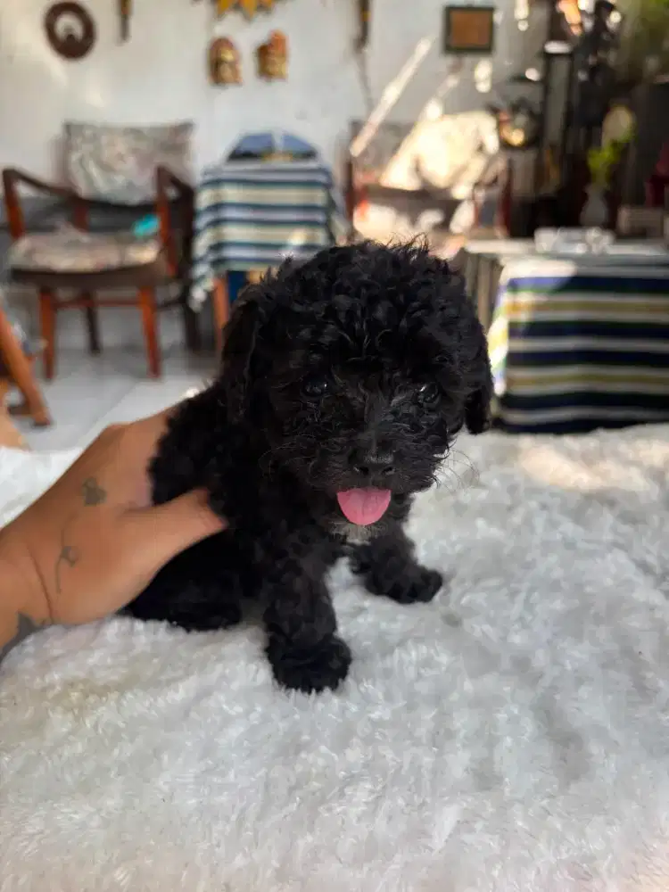 Poodle female/betina