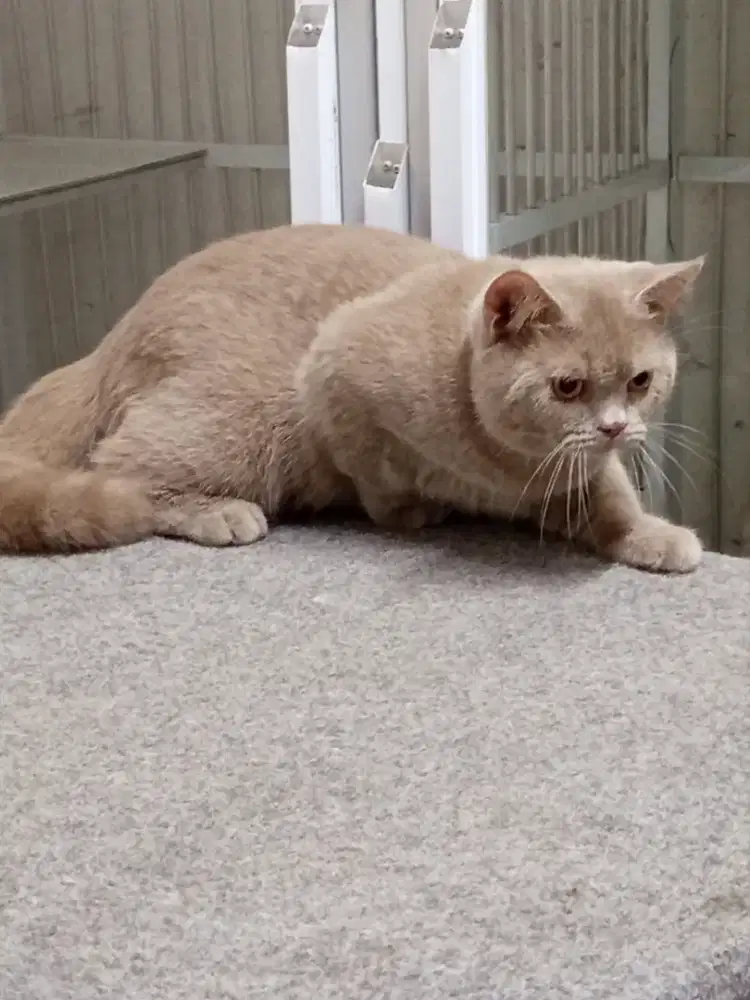 British Shorthair Lilac