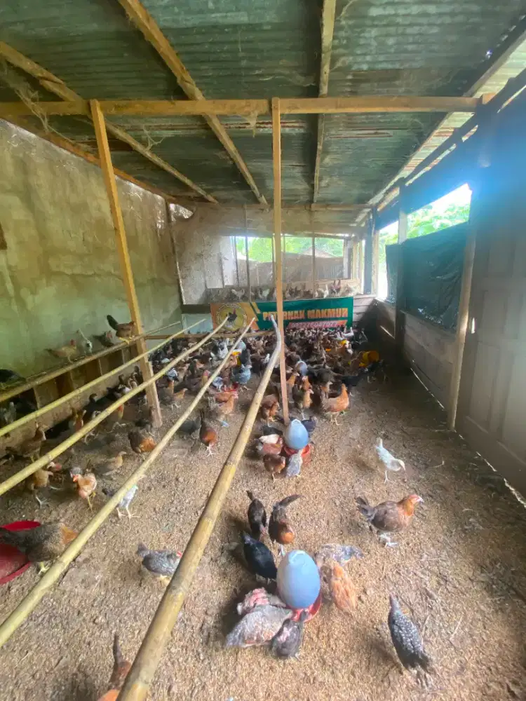 Ayam kampung maulid