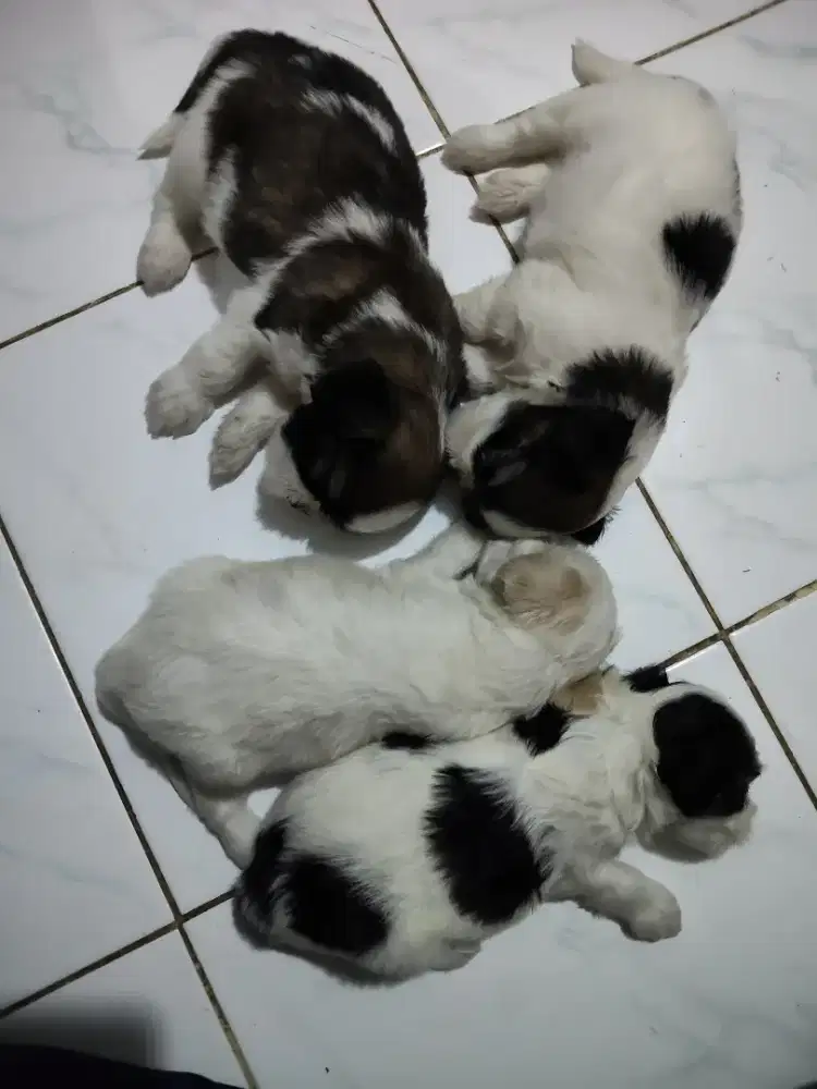 Anak shih Tzu usia 1 bulan lucu banget