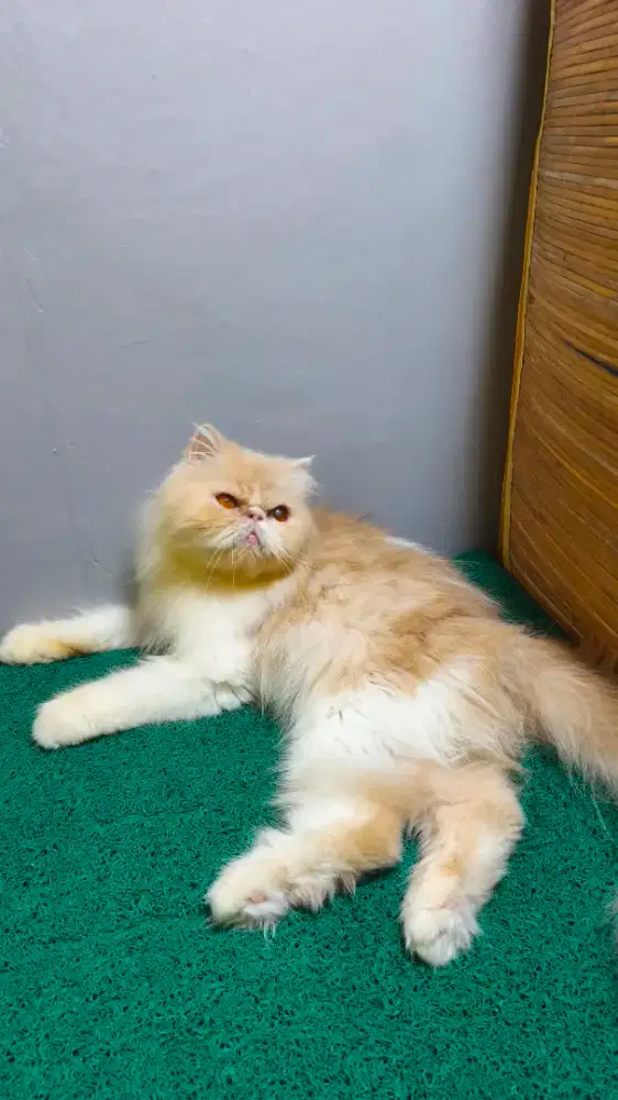Peaknose dan anaknya