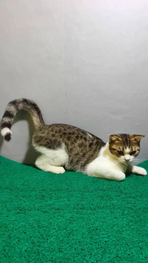 BSH x SF Gaelic (Non Standar)