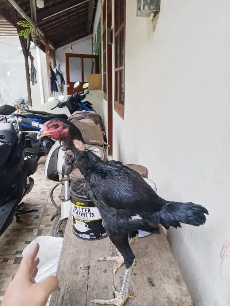 Ayam Bangkok betina usia 5 bulan