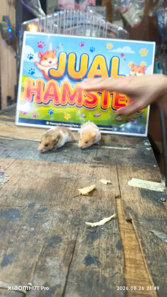 Hamster Syrian Lucu, sehat & Jinak
