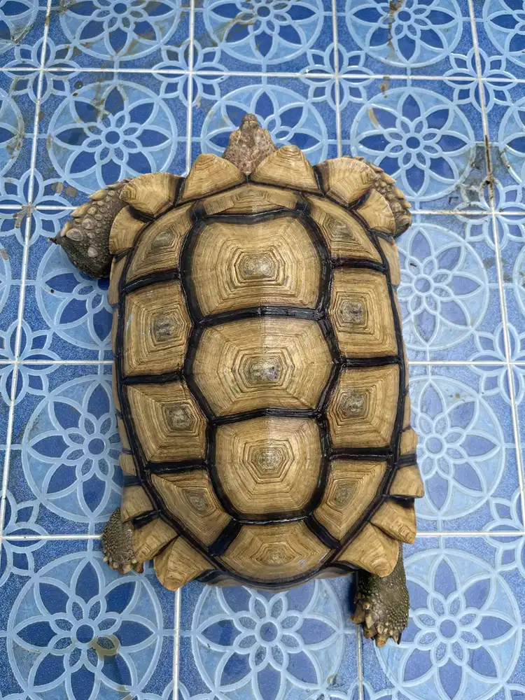 Sulcata jumbo 50cm up betina
