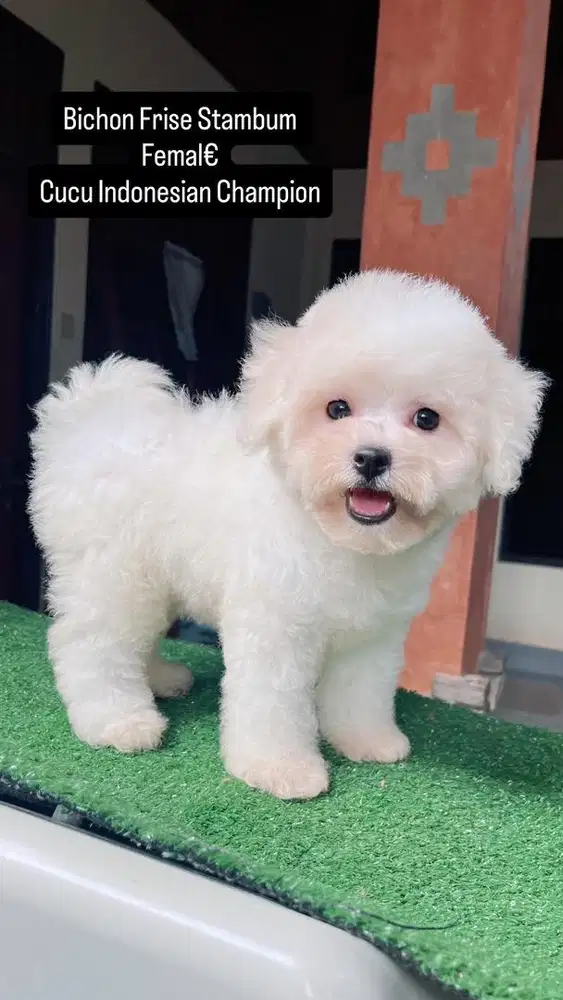 Mini Bichon Frise Stambum