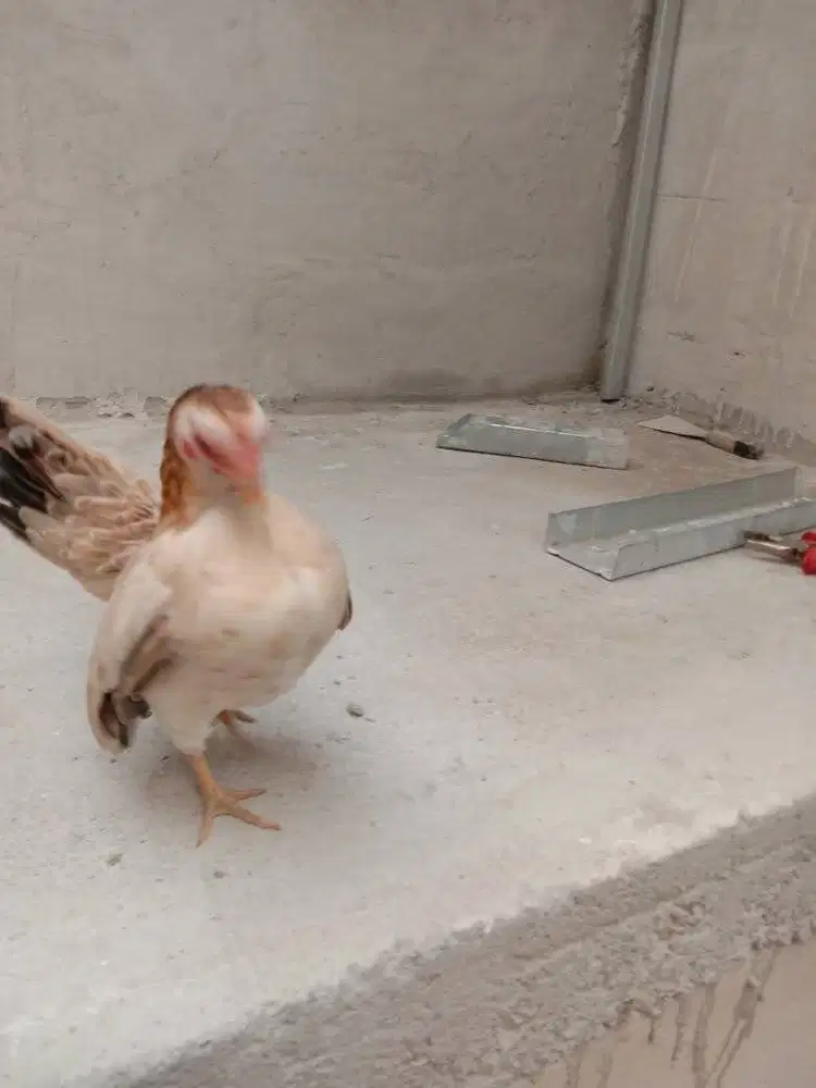 Ayam Serama Indukan