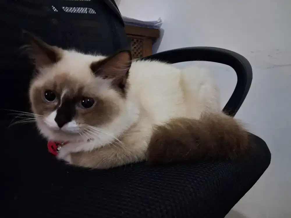 Kucing himalaya