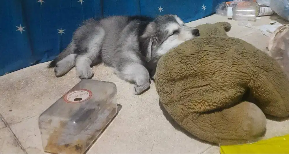 Puppies Husky malmute