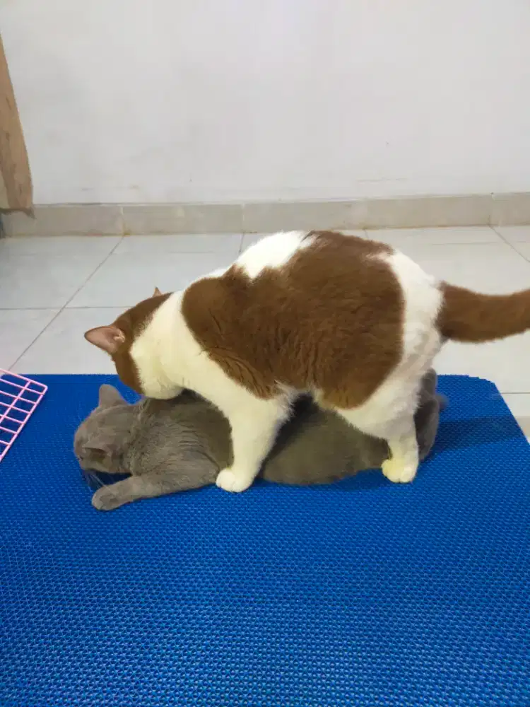 Kucing bsh British shorthair indukan betina proven