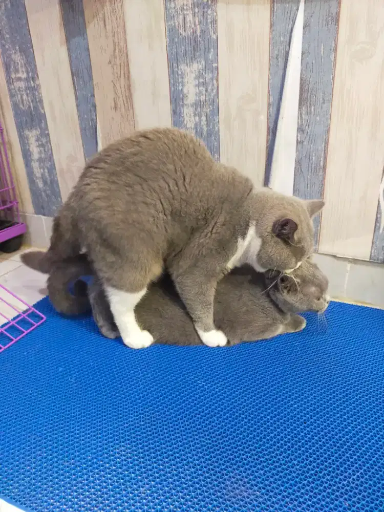 Kucing bsh British shorthair indukan betina blue