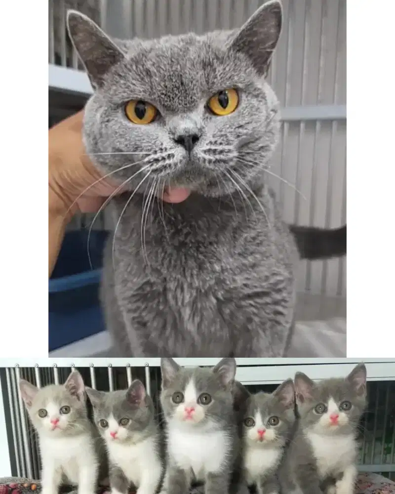 Kucing bsh British shorthair indukan betina blue