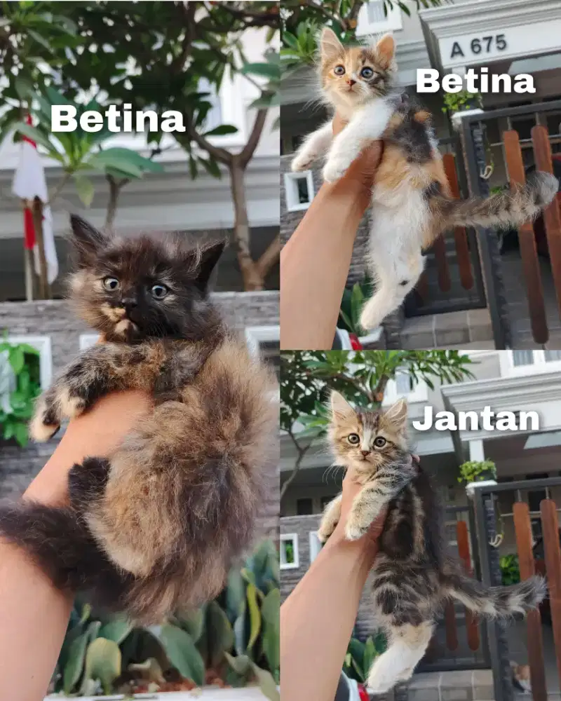 Kitten persia Longhair