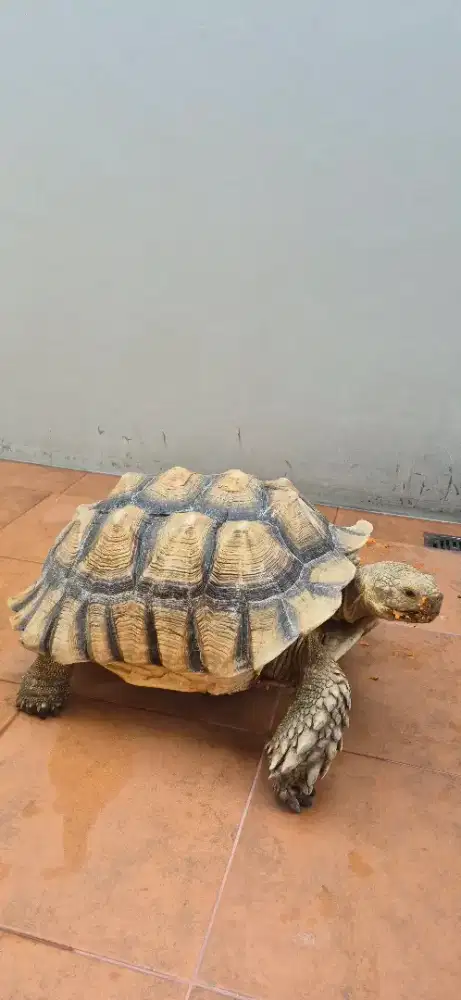 Sulcata Jantan Size 50 cm +/-