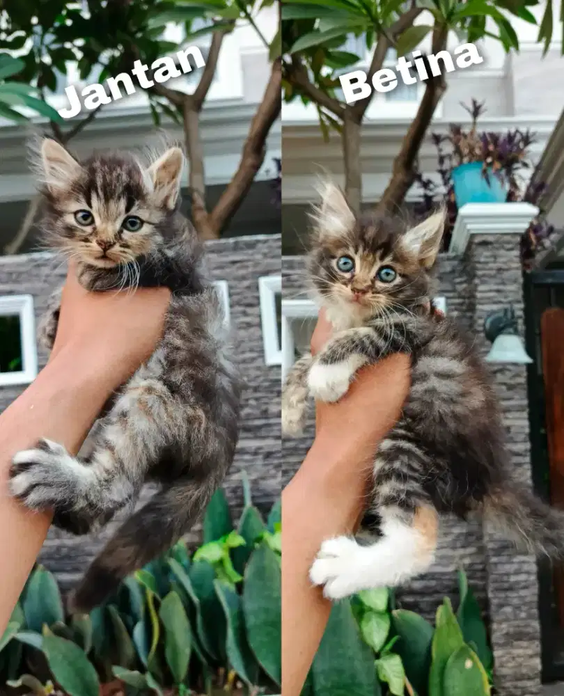 Kitten persia medium