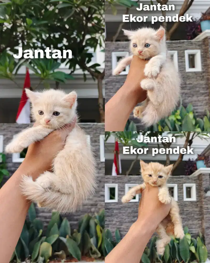 Kitten persia medium