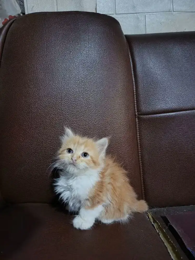 Kitten persia Longhair