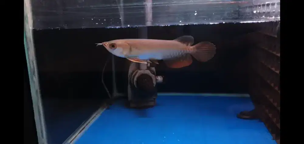 Ikan Hias Arowana Golden Red RTG Arwana