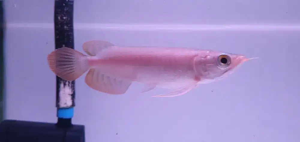 Ikan Hias Arowana Super Red Arwana Merah