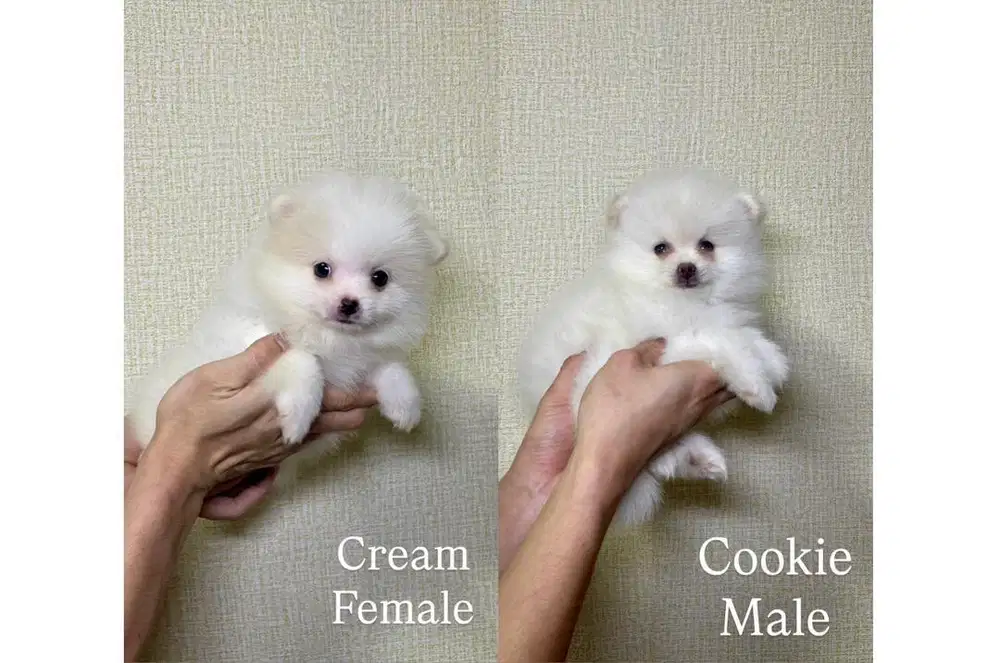 Super minipom white
