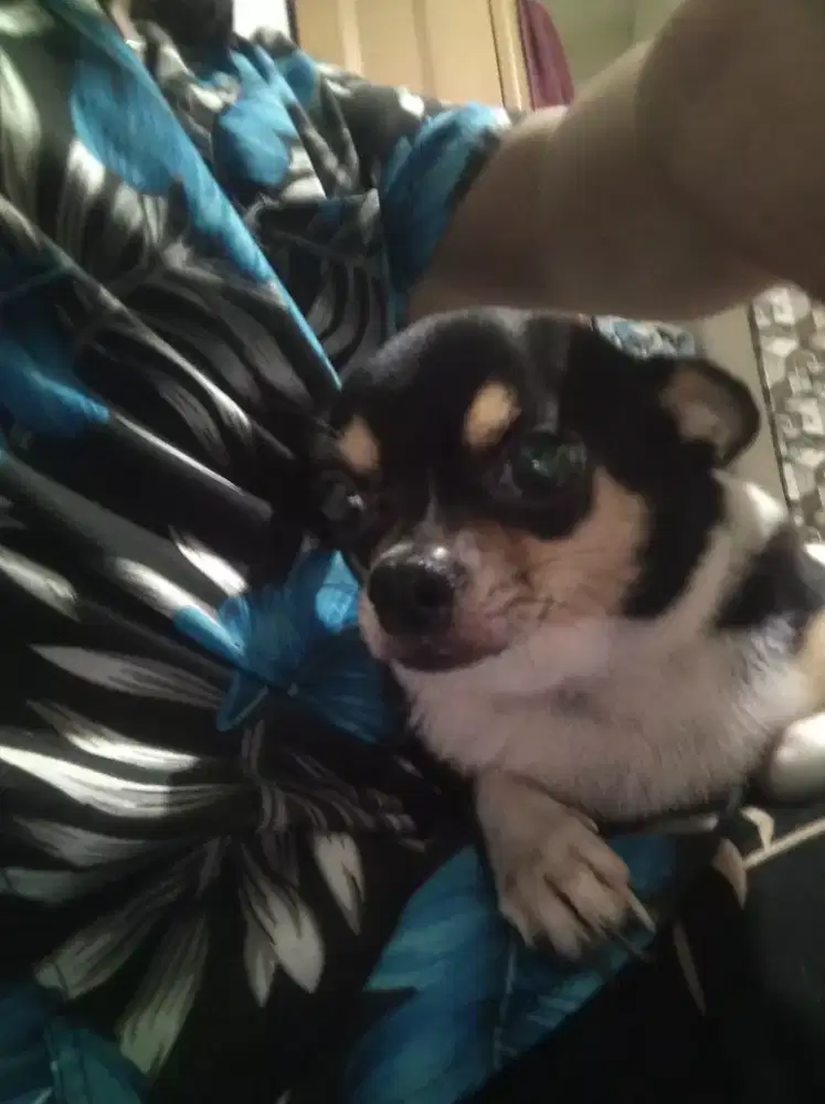jual anjing chuwawa betina sehat