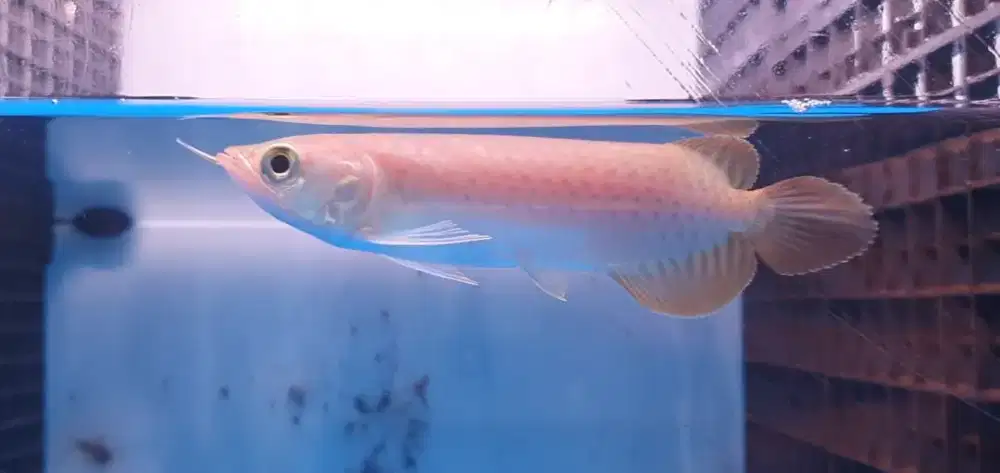 Ikan Hias Arowana Super Red Arwana Merah