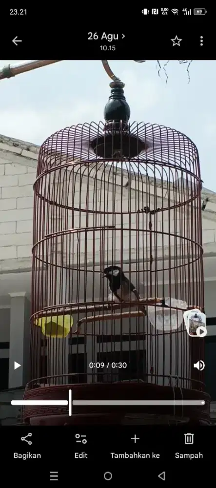 Burung Glatik batu gacor