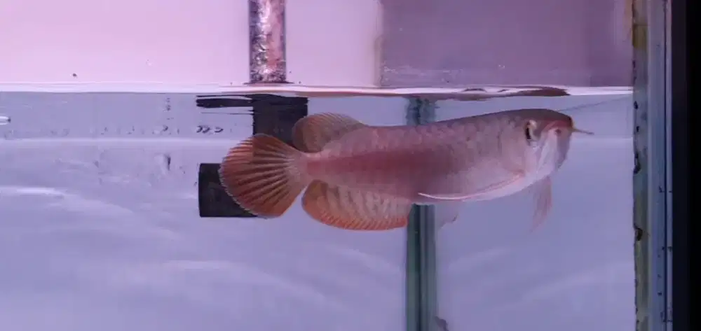 Ikan Hias Arowana Super Red Arwana Merah