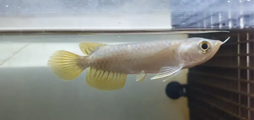 Ikan Hias Arowana Banjar Red Arwana