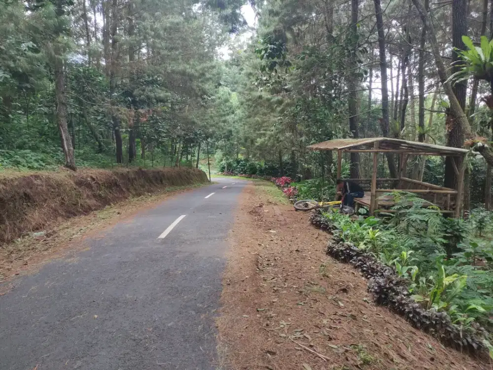 DiJual Kebun Kopi Robusta 2,5 ha Pinggir jalan - Wisata Kota Bunga