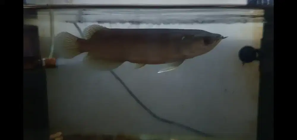 Ikan Hias Arowana Green Pino Arwana