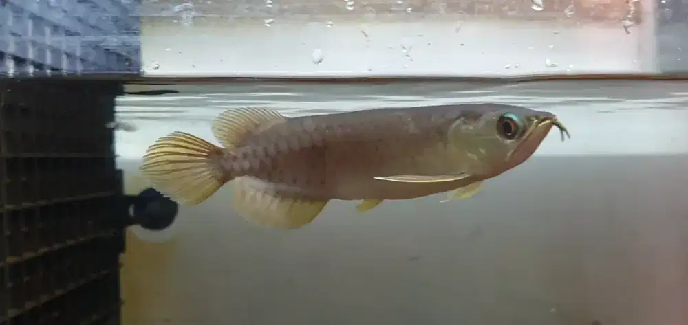 Ikan Hias Arowana Banjar Red Arwana