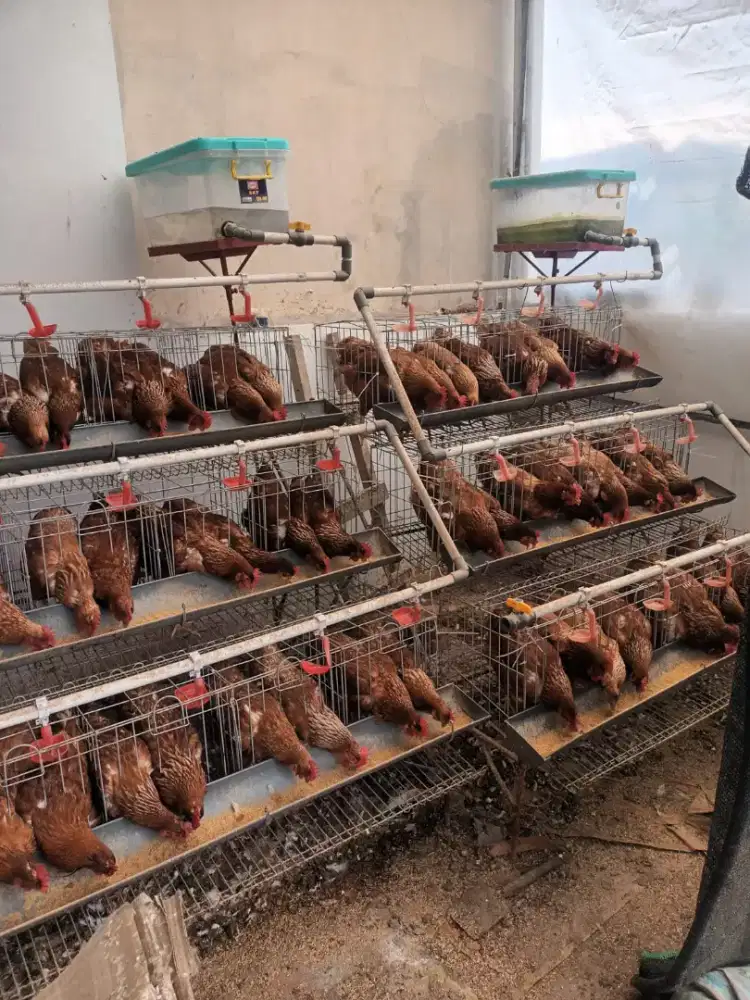 Jual Ayam Petelur 2 set