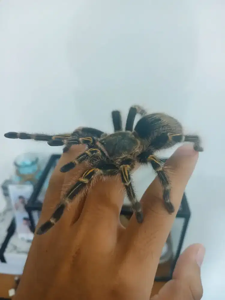 grammostola pulchripes