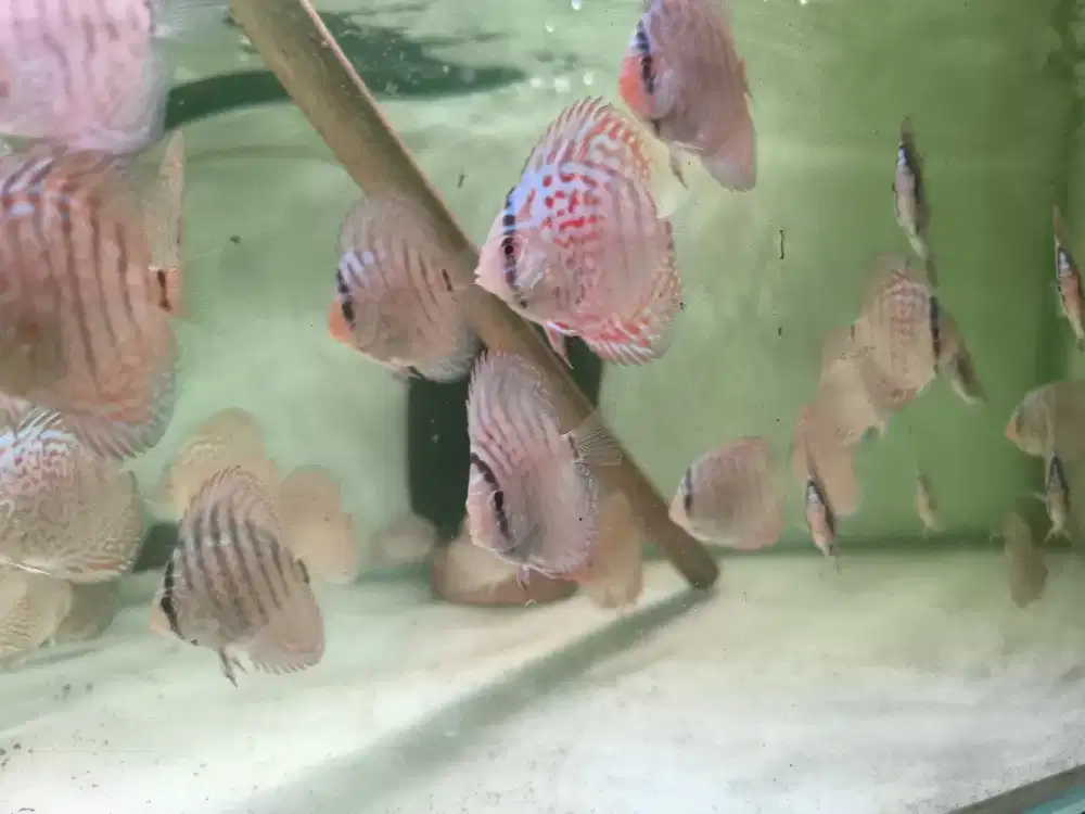 Ikan Discus Blue Diamond Golden Blue Scorpion Red Melon MURAH