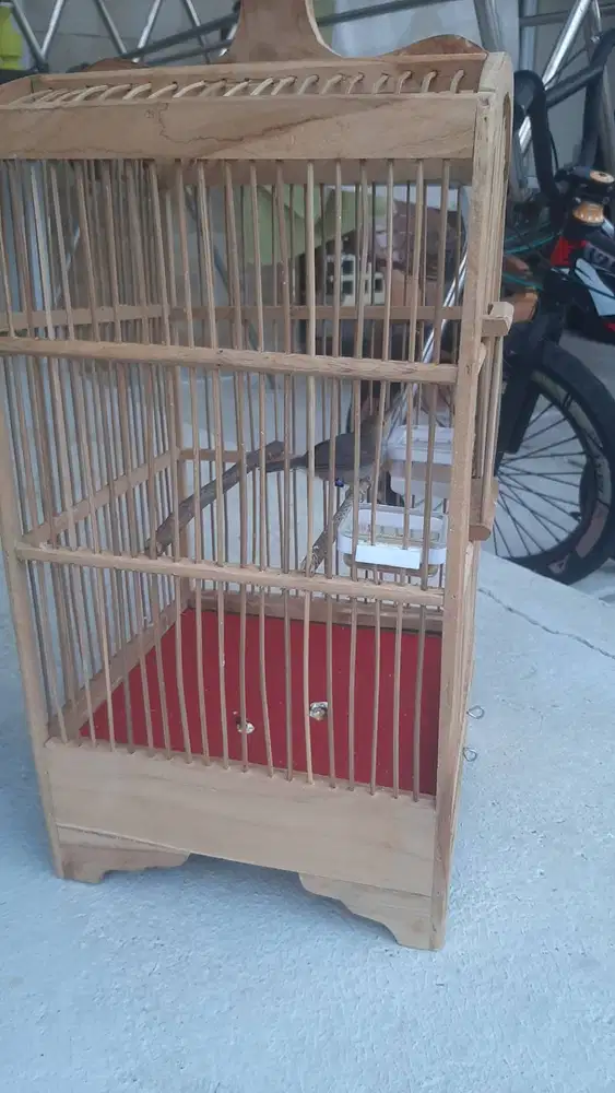 Jual sangkar burung pleci kosongan
