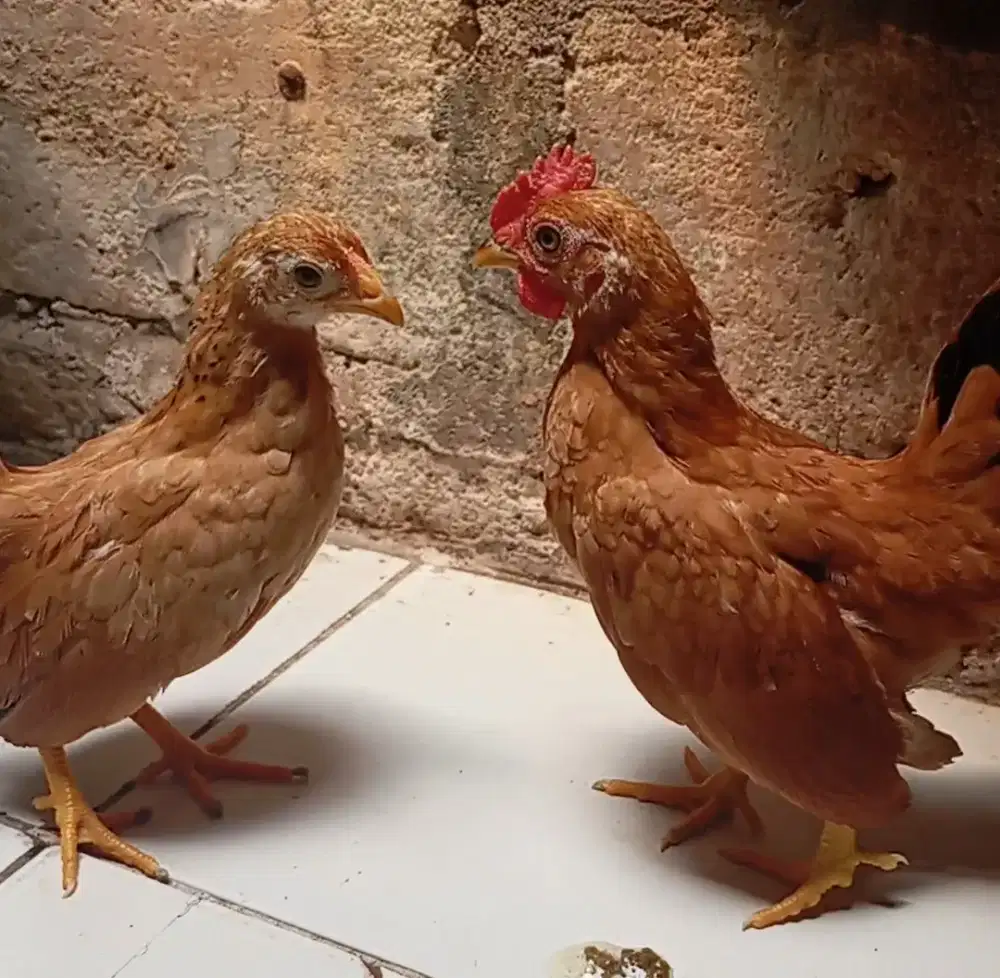 Anakan ayam Kate