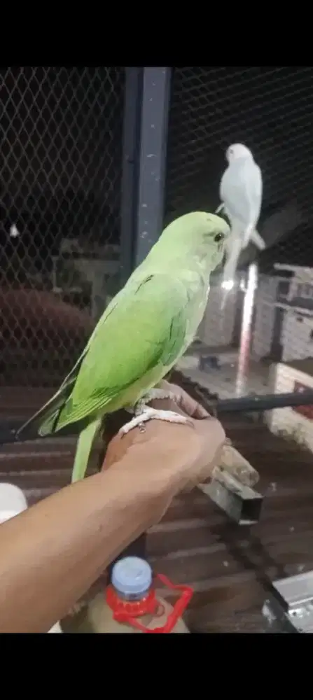 Indian ringneck