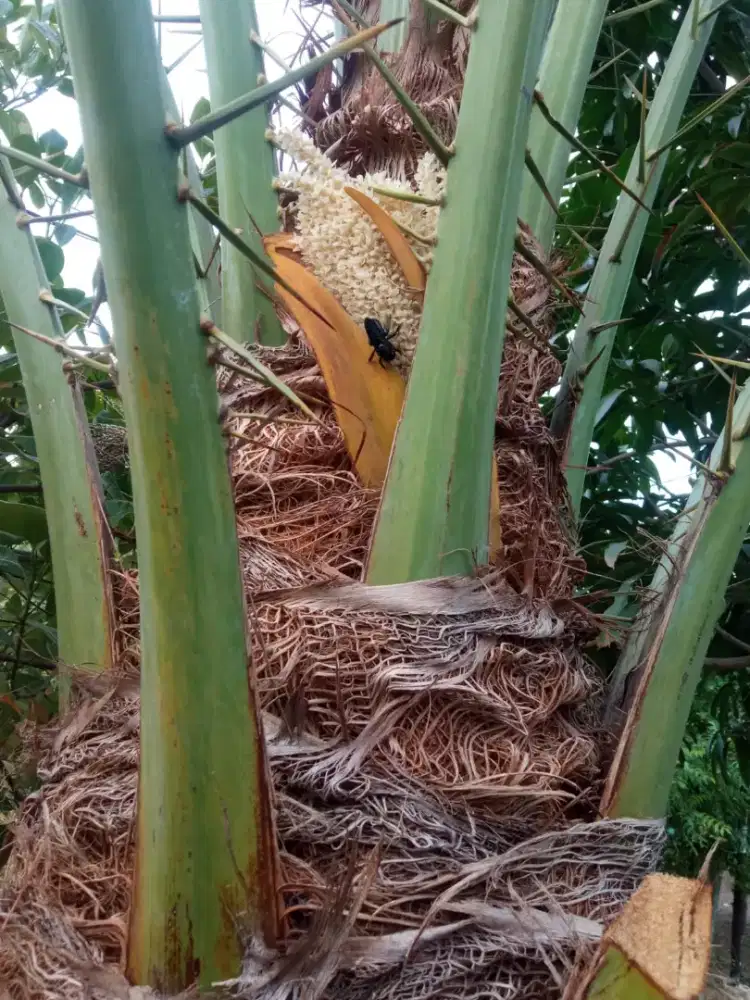 Bunga Kurma Jantan