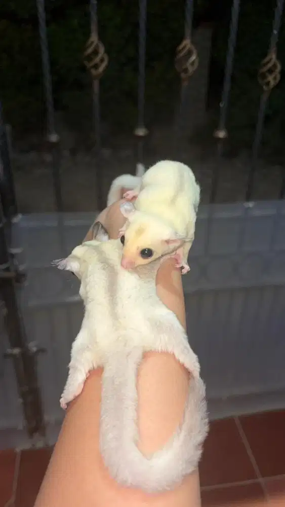 sugar glider tpm dan wf platinum