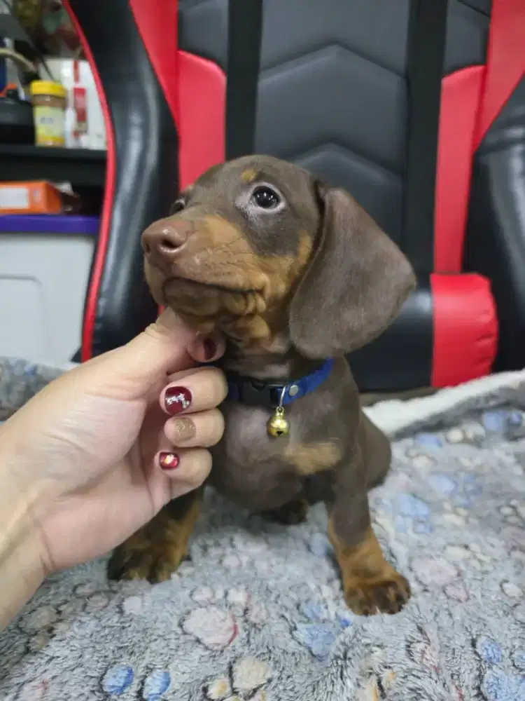 Tekel atau dachsund