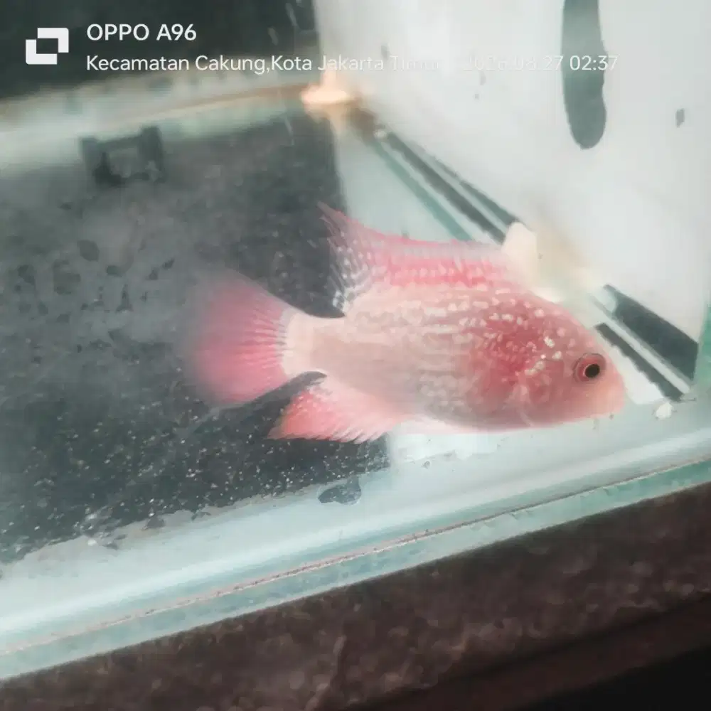 Louhan Female GB kamfa Thailand